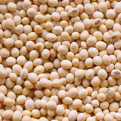 Organic Balance Organic soy beans