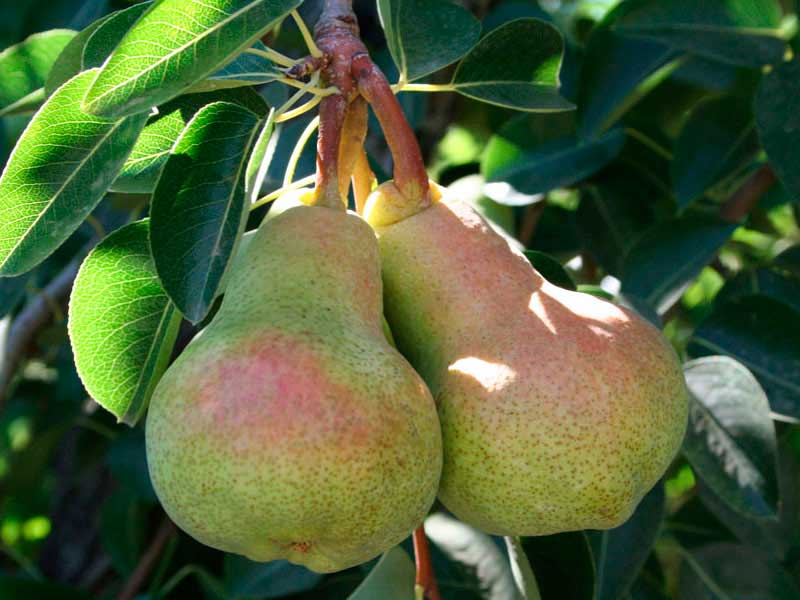 Williams Bon Chretien pear